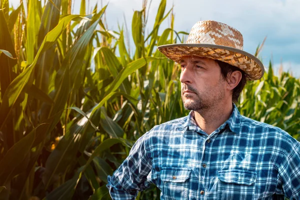 Серйозний портрет фермера кукурудзи в культивованому полі — стокове фото