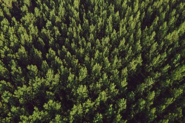 Yaz aylarında cottonwood populus yeşil orman havadan görünümü