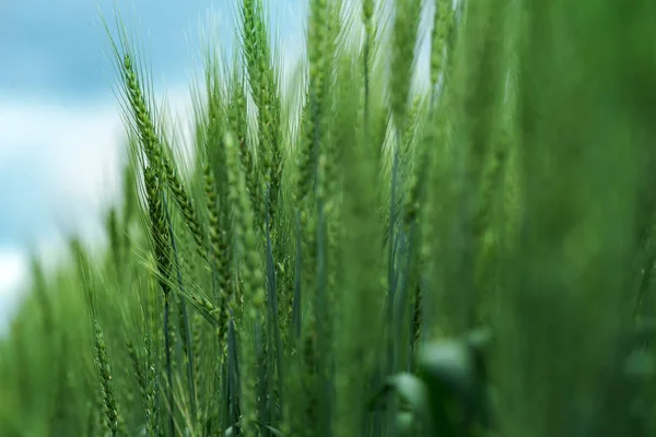 Korn gröda planta gen — Stockfoto