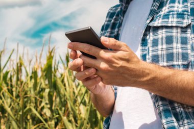 Mısır alanında akıllı telefon üzerinde agronomist yazma metin mesajı