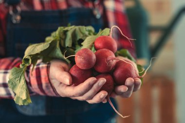 Hasat turp demet tutan kadın çiftçi
