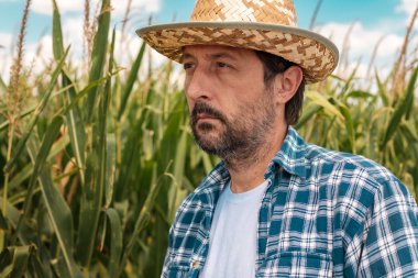 Mısır tarlasında ciddi mısır çiftçisinin portresi