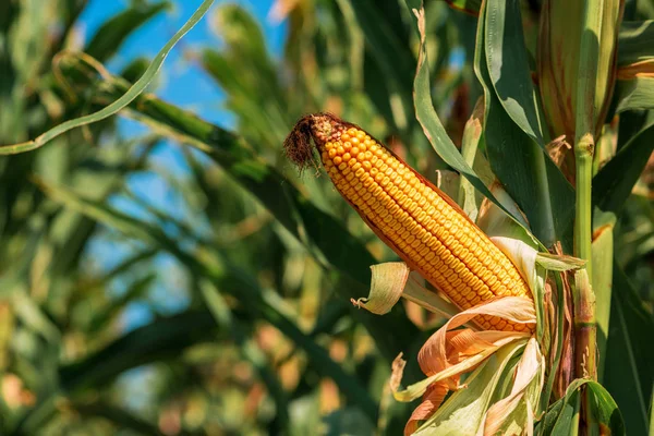 Oreja de maíz con granos maduros en campo cultivado —  Fotos de Stock