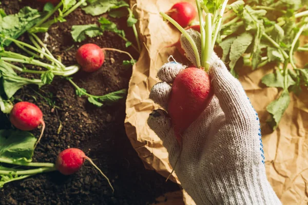 Petani memegang lobak yang dipanen, dekat tangan — Stok Foto