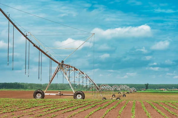 Sistema di irrigazione a perno in campi coltivati di soia e mais — Foto Stock