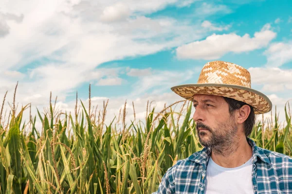 Agricultor de milho em campo de milho cultivado — Fotografia de Stock