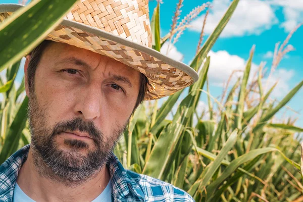 Portrait of serious agronomist in corn maize field — Stock Photo, Image