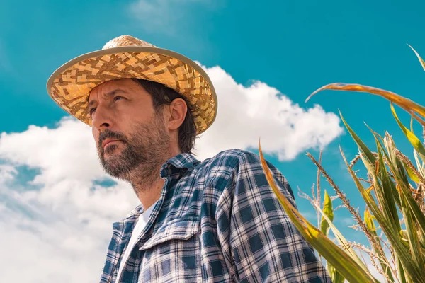 Retrato de un agricultor serio en el campo de maíz — Foto de Stock