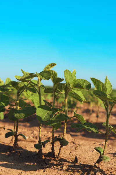 Reihen von Sojabohnenplantagen auf dem Feld — Stockfoto