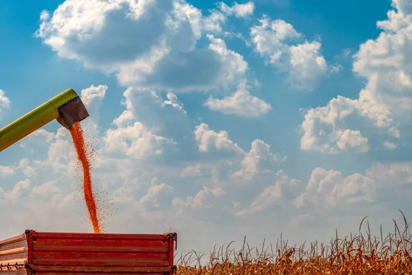 Traktör carg içine mısır taneleri dökülen hasat boşaltma birleştirin — Stok fotoğraf