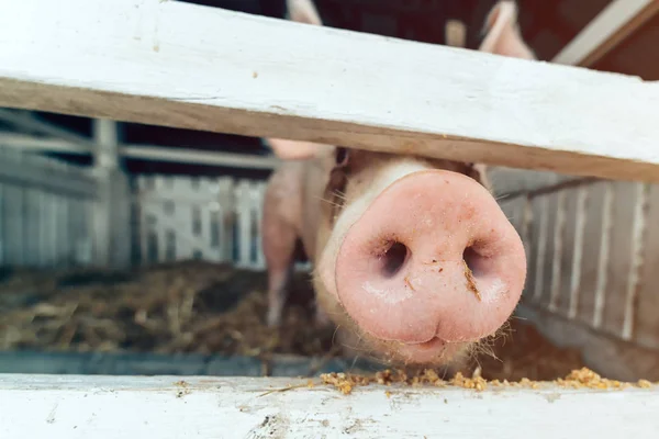 Naso di maiale nel porcile, da vicino — Foto Stock