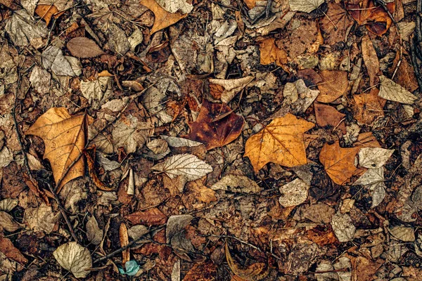 Textura de hojas secas muertas de otoño en el suelo —  Fotos de Stock