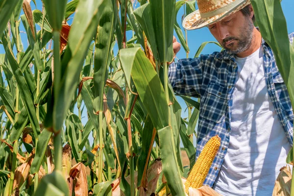 Landwirt untersucht Mais auf dem Maiskolben im Feld — Stockfoto
