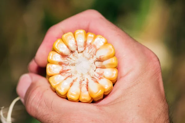 Primo piano della mano dell'agricoltore che tiene la pannocchia di mais — Foto Stock