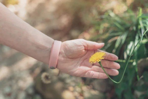 Kvinnlig vandrare röra maskros blomma i skogen — Stockfoto