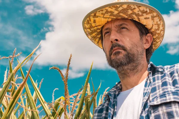 トウモロコシトウモロコシ畑の深刻な農家の肖像 — ストック写真
