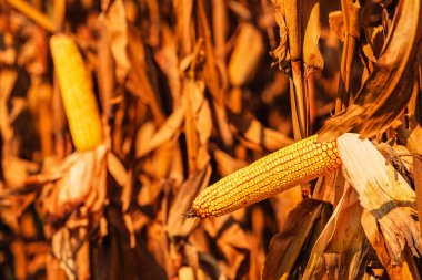 Mısır koçanı üzerinde tam olarak gelişmiş kulak