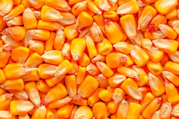 Corn utsäde kärnor heap — Stockfoto