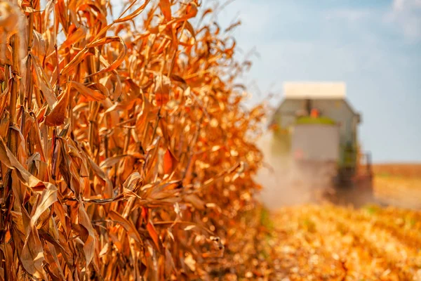 Combine Harvester está colhendo culturas de milho — Fotografia de Stock