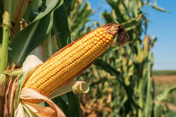 Het oor van maïs met rijpe pitten in gecultiveerd gebied — Stockfoto