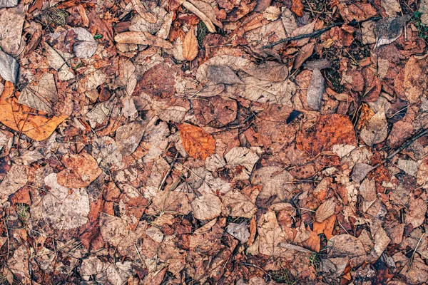 Textura de hojas secas muertas de otoño en el suelo —  Fotos de Stock