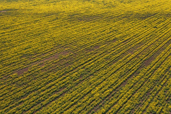 Aerial view of canola rapeseed field in poor condition — Stock Photo, Image