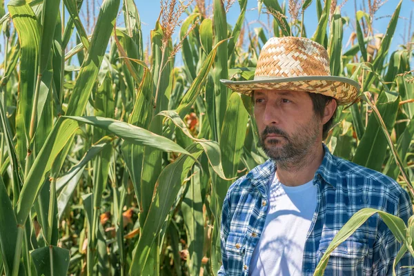 Ekili mısır tarlasında yakışıklı mısır çiftçisinin portresi — Stok fotoğraf