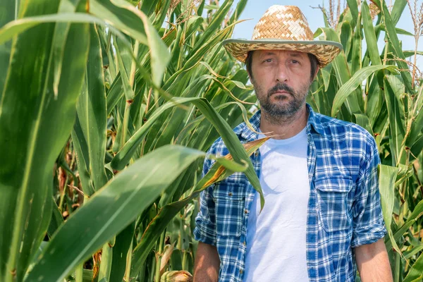 Portrét farmáře s pěknou kukuřicí v kultivované kukuřičné oblasti — Stock fotografie