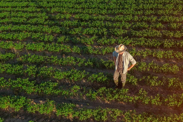 Soybean farmer in field, aerial view — Stock Photo, Image