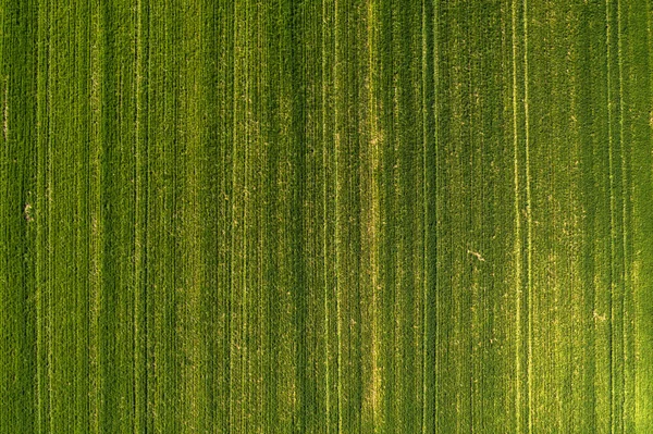 Drone Pov 'dan yeşil buğday çimi alanının havadan görüntüsü — Stok fotoğraf