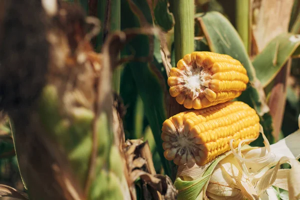 Sección transversal de mazorca de maíz madura — Foto de Stock