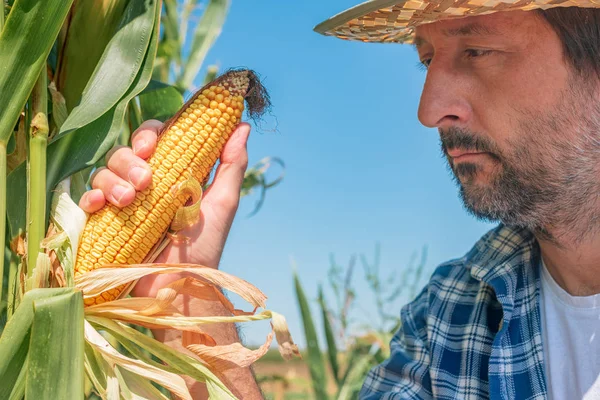 Agricoltore che esamina il mais sulla pannocchia in campo — Foto Stock