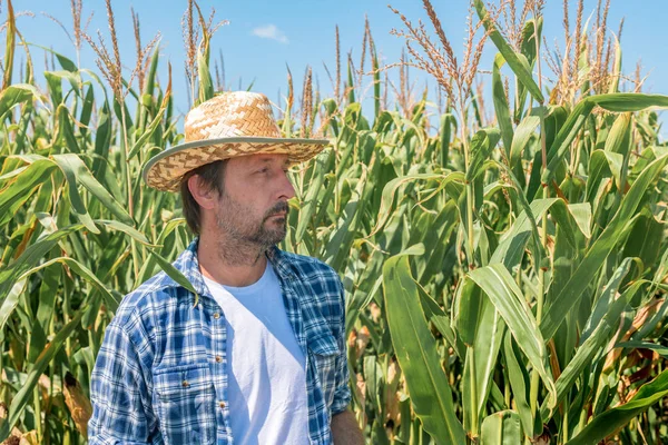 Retrato de belo agricultor de milho em campo de milho cultivado — Fotografia de Stock