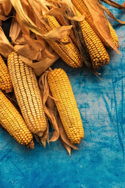Harvested corn on the cob on grunge blue background — Stock Photo, Image
