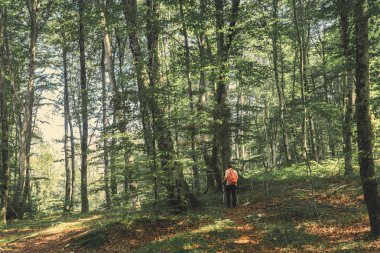 Dişi yürüyüşçü ormanda yaya yolunda yürüyor.