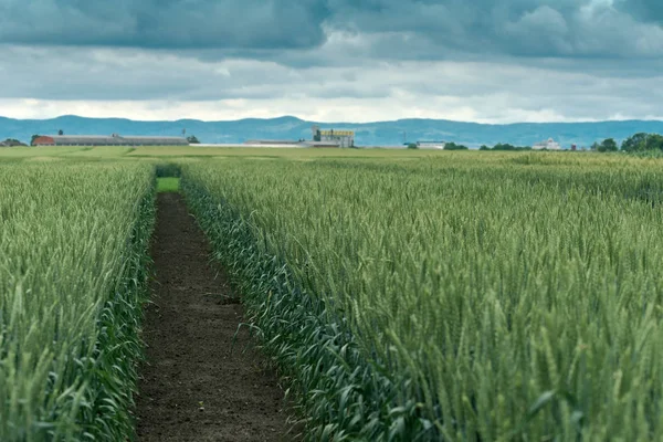 Getreidelandschaft mit Verarbeitungsanlage im Hintergrund — Stockfoto