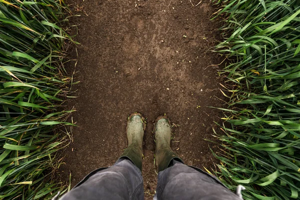 Agricultor de pie en campo de trigo — Foto de Stock