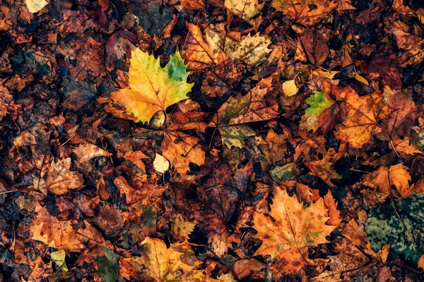 Vue de dessus des feuilles d'érable mouillées sur le sol — Photo