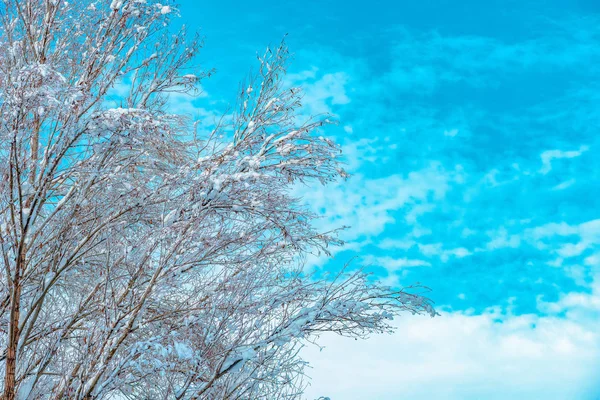 Treetop branches covered in snow — Stock Photo, Image