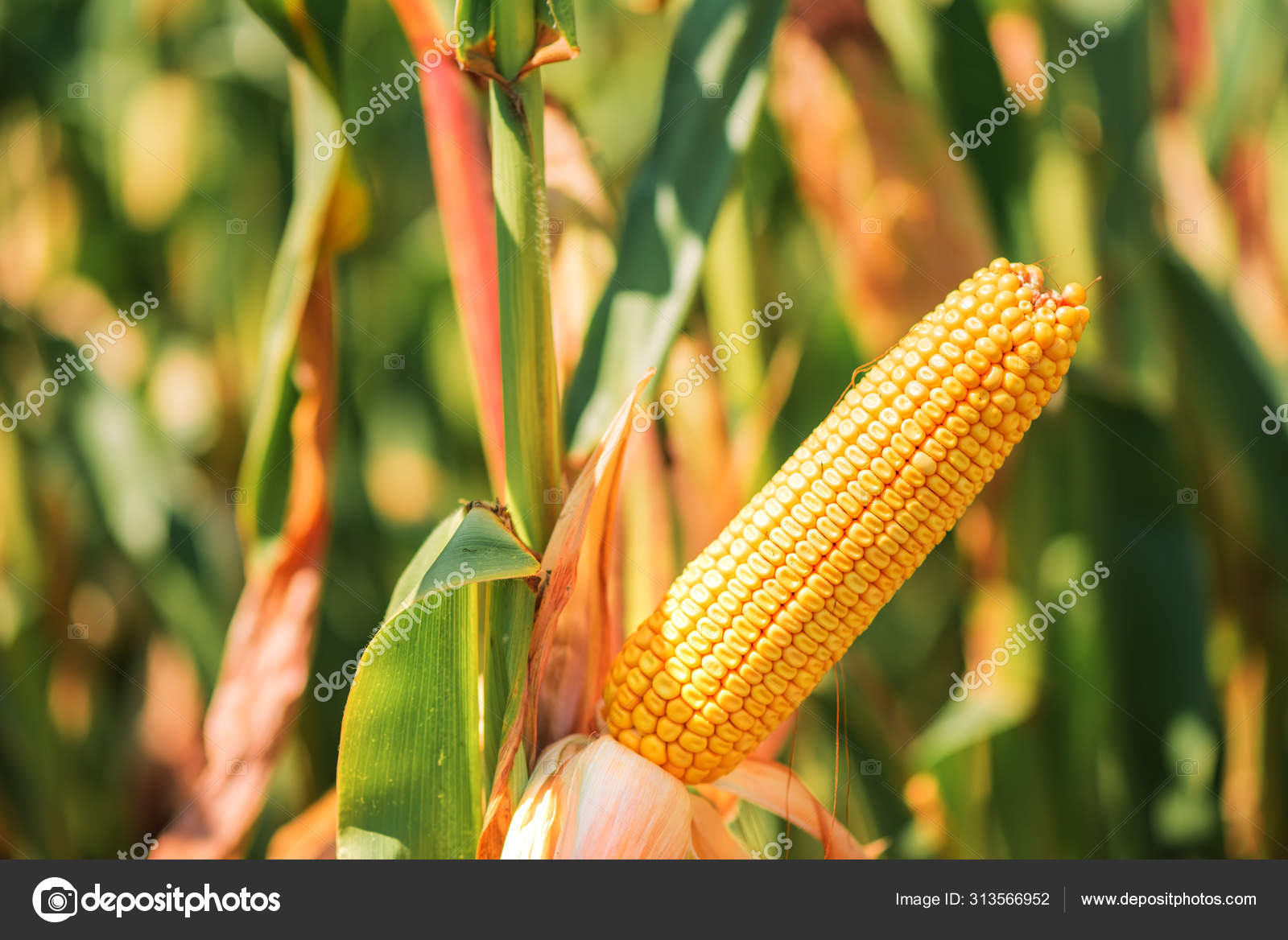 Ähre aus Mais mit reifen Körnern auf bestelltem Feld – Stockfoto ©  stevanovicigor #313566952, image size:1600x1168