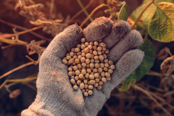 Agricultor de soja punhado de sementes de culturas colhidas — Fotografia de Stock