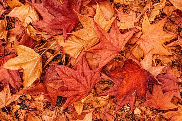 Многоцветные японские кленовые осенние сухие листья на земле — стоковое фото