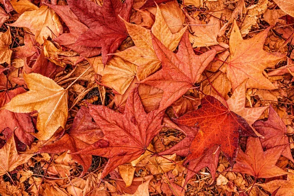 Feuilles sèches automnales d'érable japonais multicolores sur le sol — Photo