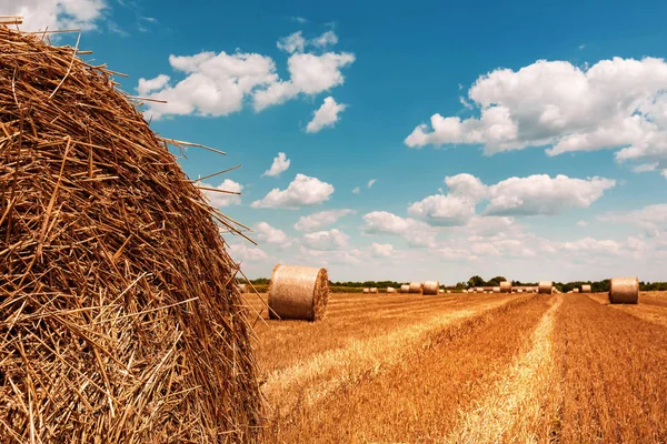 Ronde tarwe hooibalen drogen in veld stoppels na oogst — Stockfoto