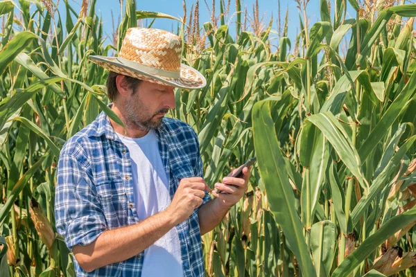 Mensagens de texto do agricultor no celular no campo de milho — Fotografia de Stock