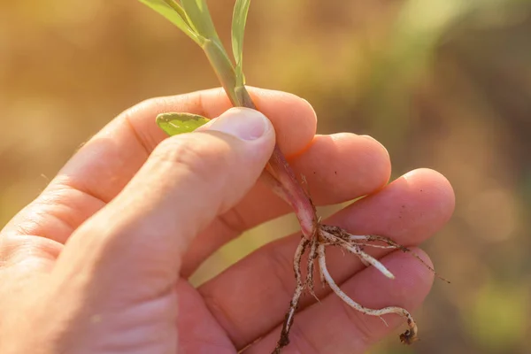 Agricultor examinando brotes de sorgo en el campo —  Fotos de Stock