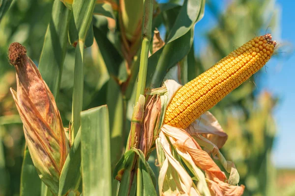 Oreja de maíz con granos maduros en campo cultivado — Foto de Stock
