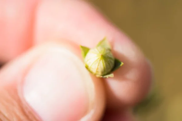 Agronom beobachtet Kapseln für gewöhnliche Flachs-Pflanzen — Stockfoto