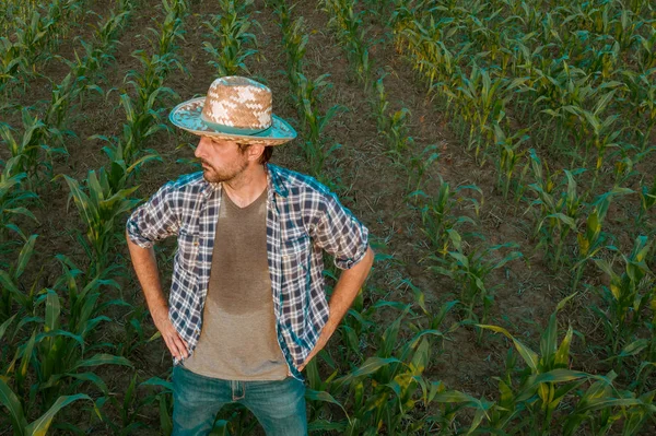 Cansado granjero agotado parado en el campo de sorgo cultivado —  Fotos de Stock