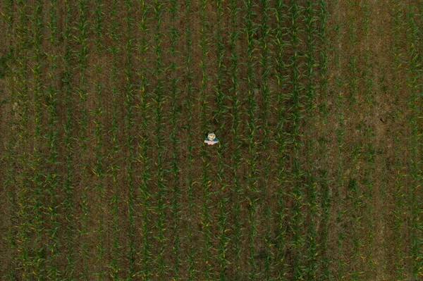Drone volador de granjero en campo de sorgo cultivado — Foto de Stock